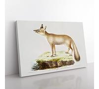 Doab Fox Illustration By John Edward Gray Vintage Canvas Wall Art Print Ready to Hang, Framed Picture for Living Room Bedroom Home Office Décor, 50x35 cm (20x14 Inch)