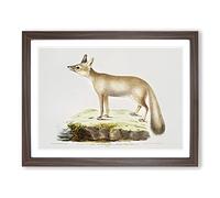 Doab Fox Illustration By John Edward Gray Vintage Framed Print | A2 Walnut Framed Wall Art | Ready to Hang | Classic Animal Picture | Living Room Bedroom Lounge Office