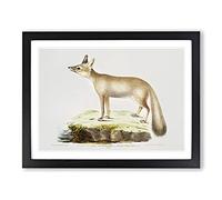 Doab Fox Illustration By John Edward Gray Vintage Framed Print | A4 Black Framed Wall Art | Ready to Hang | Classic Animal Picture | Living Room Bedroom Lounge Office