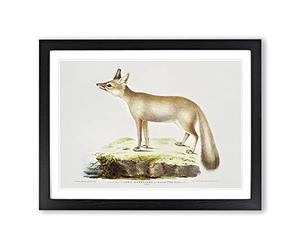 Doab Fox Illustration By John Edward Gray Vintage Framed Print | A4 Black Framed Wall Art | Ready to Hang | Classic Animal Picture | Living Room Bedroom Lounge Office
