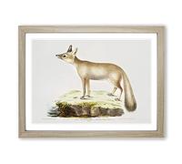 Doab Fox Illustration By John Edward Gray Vintage Framed Wall Art Print, Ready to Hang Picture for Living Room Bedroom Home Office Décor, Oak A4 (34 x 25 cm)