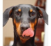 Doberman Dog Greeting Card Square - Gift Idea Special Occasion Blank Inside with Envelope Premium Unique Design Animal Cute Illustrated Wildlife Quality Included UK Designed