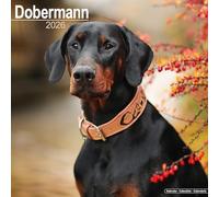 Dobermann 2026 Calendar | Square Wall Calendar | Dog Breed Gift | Plastic Free Packaging | by Avonside Publishing
