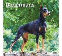 Dobermans 2027 Square Flap by Browntrout (Calendar)