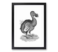 Dodo in Black & White by George Shaw Framed Print | A2 Black Framed Wall Art | Ready to Hang | Modern Nature Picture | Living Room Bedroom Lounge Office