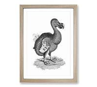 Dodo in Black & White by George Shaw Framed Print | A2 Oak Framed Wall Art | Ready to Hang | Modern Nature Picture | Living Room Bedroom Lounge Office