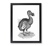 Dodo In Black & White By George Shaw Vintage Framed Print | A2 Black Framed Wall Art | Ready to Hang | Classic Nature Picture | Living Room Bedroom Lounge Office