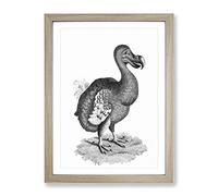Dodo In Black & White By George Shaw Vintage Framed Print | A2 Oak Framed Wall Art | Ready to Hang | Classic Nature Picture | Living Room Bedroom Lounge Office