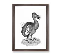 Dodo In Black & White By George Shaw Vintage Framed Print | A4 Walnut Framed Wall Art | Ready to Hang | Classic Nature Picture | Living Room Bedroom Lounge Office
