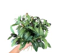 DODXIAOBEUL 12 Pcs Faux Olive Branches for Vase 11.4'' Fake Plant Olive Tree Branches Artificial Greenery Decor,for Home Weddings Party Decor Vase Floral Arrangement