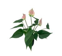 DODXIAOBEUL 16.1'' Artificial Potted Flowers Anthurium Artificial Plant Bonsai Fake Tropical Greenery Plant,for Indoor Outside Home Garden Office Deck Porch Wedding Decorations,Pink