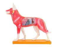 Dog Acupuncture Model - Canine Anatomy Tool for Veterinary Teaching Aids and Desktop Decor