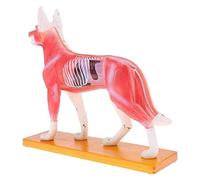 Dog Acupuncture Points Model 72 Acupuncture Points Dog Anatomical Model Animal Organ Anatomical Model Medicine Teaching Model Serves as a Reference for Veterinarians