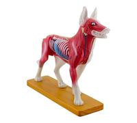 Dog Acupunctured Model Dog Anatomy Model Biology Anatomy Medicals Teaching for Veterinary Teaching Demonstration Tool Canine Aid School Supplies