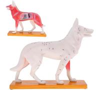 Dog Anatomy Model - Acupuncture Teaching Tool with 72 Acupuncture Points - Educational Dog Anatomical Model for Veterinary Studies