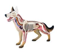 Dog Anatomy Model, Educational 4D Model, Anatomical Wolf Dog Model, 4D Dog Anatomy Model, 29 Detachable Parts, for Animal Teaching/Veterinary Training Demonstration,A
