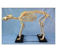 Dog Animal Anatomy Extra Gross Dog Skeleton Exemplar Model Animal Anatomy Teaching Model Dogs 87x38x65cm with Plastic Holder for School Hospital