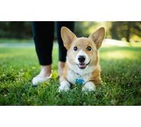 Dog Behaviour Training Course