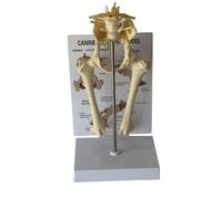 Dog Bone Model Canine Joint Skeleton Hip Pelvis Animal Body Leg Set | Canine Pelvis Model Detailed Dog Hip Elbow and Knee Joint Animal Body Anatomy Replica for Veterinary Office Educational