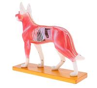 Dog Canine Acupuncture Model Anatomical Anatomy Teaching Model with 72 Points Kit for Veterinary Study and Display