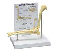 Dog Canine Elbow Joint Model, Normal Elbow Joint for Canine Anatomy,for Veterinary Study Teaching Display, Medical Educational Tool