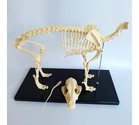 Dog/Cat Anatomy Dog Skeleton Specimen Model Animal Anatomy Teaching Model,4D Dog Animal Model The Organ Biology Teaching