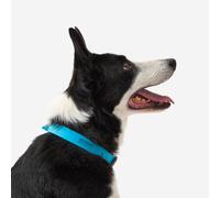 Dog Collar 500 Blue