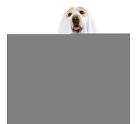 Dog Costume | Halloween Ghost Dog Costume | Spooky Puppy Outfit for Trick or Treat Theme Pet Supplies Clothes Walk Photo Props Celebrations Kitten Cats