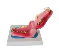 Dog Dentition Model - Dog Dental Teeth Model - Clear Canine Dental Model Animal Body Anatomy Replica Dog Jaw Teeth (B)
