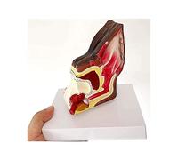 Dog Ear Anatomical Model Human Organs Model Dog Ear Structure Anatomy Model Canine Animal Organ Model Medical Anatomica