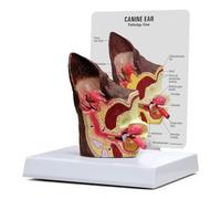 Dog Ear Anatomy Model - 2-Sided Normal & Infected Pathological Ear for Medical Education