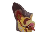 Dog Ear Anatomy Model - Canine Veterinary Teaching Aid for Pet Clinics