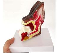Dog Ear Anatomy Model Dog Ear Structure Anatomy Model Canine Organ Model Veterinary Office Teaching Model for Learning Display Teaching