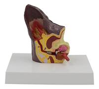 Dog Ear Anatomy Model Normal And Infected Health Pathological Ear Model for Classroom Demonstration Tools Teacher Props