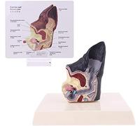 Dog Ear Lesion Animal Anatomical Model 8x5x11.5cm Veterinary Teacher Canine Research Scientific Aids