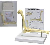 Dog Elbow Joint Model for Veterinary Office, Educational Tool for Canine Anatomy - Large Dog Elbow Normal Ligament Representation