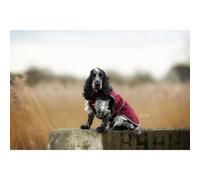 Dog harness Bucas Show-Line
