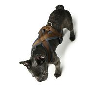 Dog Harness Hunter London Comfort 48-56 cm Brown Size S/M