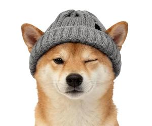 Dog Hat | Soft Hat and Warm Crochet Covers for Puppies, Small Medium Large and Photo Portraits Camping Walks Home