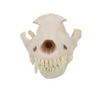 Dog Head Bone Model Anatomical Skull Animal Skeleton Canine Bone for Veterinary Teaching Veterinary Student Supplies