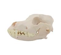 Dog Head Skeleton Model for Veterinary Education and Display Anatomical Bone Canine Bone Realistic Skeleton