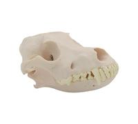 Dog Head Skeleton Model for Veterinary Training and Representation of Anatomical Dog Bone Dog Animal Structure