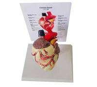 Dog Heart Anatomical Model Animal Canine Anatomy Model | Animal Organ Detachable Veterinary Teaching Education Materials for Pet Health Demonstration Tool and Student Training