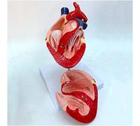 Dog Heart Anatomy Model for Study and Teaching - Canine Heart Structure Display for Educational Use, Realistic Healthy Dog Heart Design