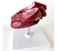 Dog Heart Model Canine Pathological Heart Model Pathology Dog Visceral Anatomical Veterinary Teaching Education Tool