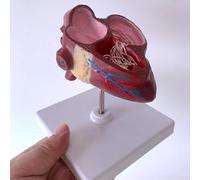 Dog Heart Organ Model, Canine Heart Heartworm Anatomical Model, Dog Heartworm Pathology Study Teaching Aid, with Ventricles Blood Vessels, for Veterinary Science Education.