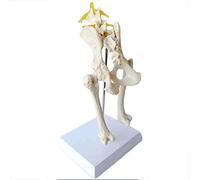 Dog Hip Joint Skeleton Model - Veterinary Teaching Demonstration - Medical Model for Animal Anatomy and Education