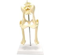 Dog Hip Model, Canine Pelvis Model, Dog Skeleton Leg Specimen Biology Medical Animal Model Skeleton Anatomical Model for Veterinary Study Display and Teaching