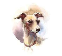 Dog Italian Greyhound Watercolour Unframed Art Print Poster Wall Decor 12x16 inch