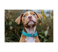 Dog Jigsaw Puzzles for Adults 4000 Piece Jigsaw Puzzles for Adults Animal 141x87cm, Classic Educational Games Decompression, Challenging Game for Families Beautiful Home Decor Gifts for Men Women G-12